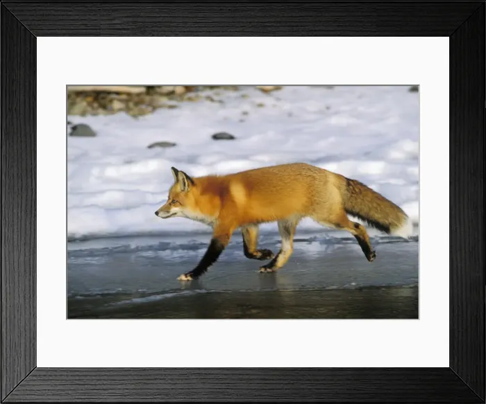 Framed Print : Red fox - trots along edge of frozen lake. Winter. Prince Albert National Park, Canada Framed Print : Red fox - trots along edge of frozen lake. Winter. Prince Albert National Park, Canada