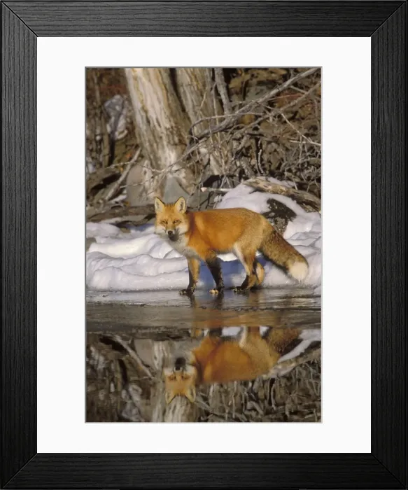 Framed Print : Red Fox - along edge of freezing lake, November. Sometimes a puddle of melt water would form on the surface of the lake ice and that is what the fox is reflecting in Framed Print : Red Fox - along edge of freezing lake, November. Sometimes a puddle of melt water would form on the surface of the lake ice and that is what the fox is reflecting in