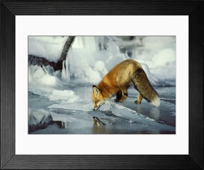 Framed Print : Red fox - along edge of frozen lake, November. Sometimes a puddle of melt water would form on the surface of the lake ice and that is what the fox is reflecting in. It is maybe an inch or less deep Framed Print : Red fox - along edge of frozen lake, November. Sometimes a puddle of melt water would form on the surface of the lake ice and that is what the fox is reflecting in. It is maybe an inch or less deep