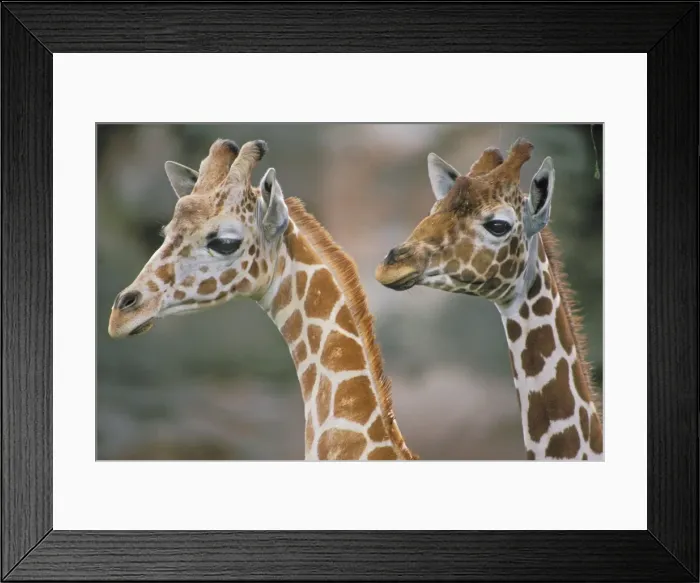 Framed Print : Reticulated giraffes - two, close-up of heads 3mb145 Framed Print : Reticulated giraffes - two, close-up of heads 3mb145