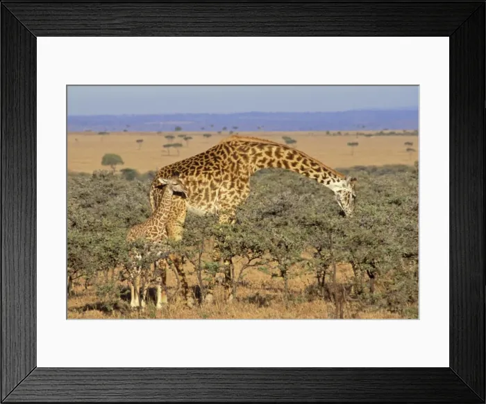 Framed Print : Maasai Giraffe - mother browsing while calf looks on, East Africa. 3mb17 Framed Print : Maasai Giraffe - mother browsing while calf looks on, East Africa. 3mb17