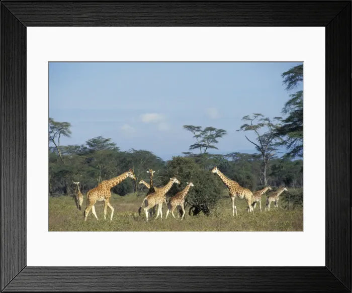 Framed Print : Rothchild's giraffe - family group Kenya. 3mb455 Framed Print : Rothchild's giraffe - family group Kenya. 3mb455