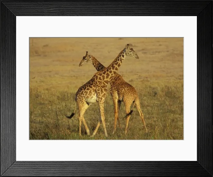 Framed Print : Masai Giraffe - Young males necking (dominance behavior). East Africa 3mb496 Framed Print : Masai Giraffe - Young males necking (dominance behavior). East Africa 3mb496