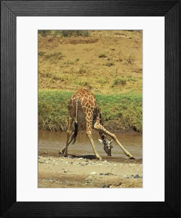 Framed Print : Reticulated giraffe - drinking Africa. 3mb519 Framed Print : Reticulated giraffe - drinking Africa. 3mb519