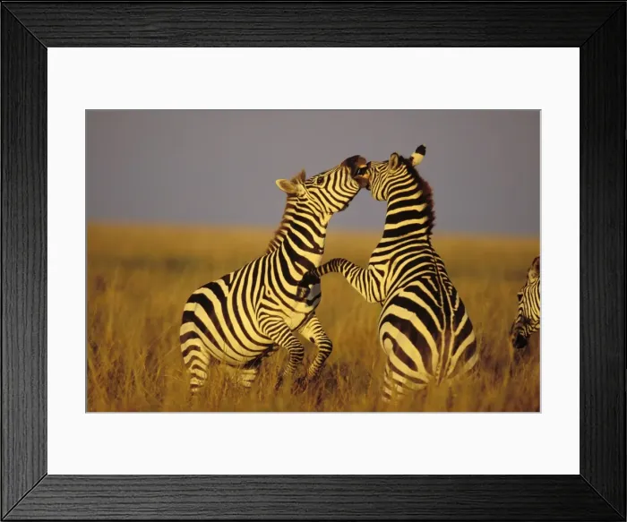 Framed Print : Burchell's / Plains / Common Zebra - stallions, Dominance behavior. Serengeti National Park, Tanzania. May. 3MB778 Framed Print : Burchell's / Plains / Common Zebra - stallions, Dominance behavior. Serengeti National Park, Tanzania. May. 3MB778