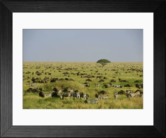 Framed Print : Plains / Common / Burchell's Zebra and Wildebeast Serengeti Plains, Tanzania, Africa. 3MB816 Framed Print : Plains / Common / Burchell's Zebra and Wildebeast Serengeti Plains, Tanzania, Africa. 3MB816