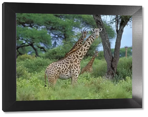 Masai Giraffe East Africa. 3mb952