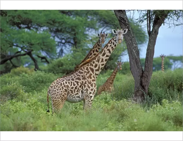 Masai Giraffe East Africa. 3mb952