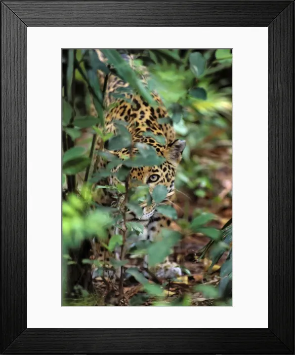 Framed Print : Jaguar Central American jungle. 2mr77