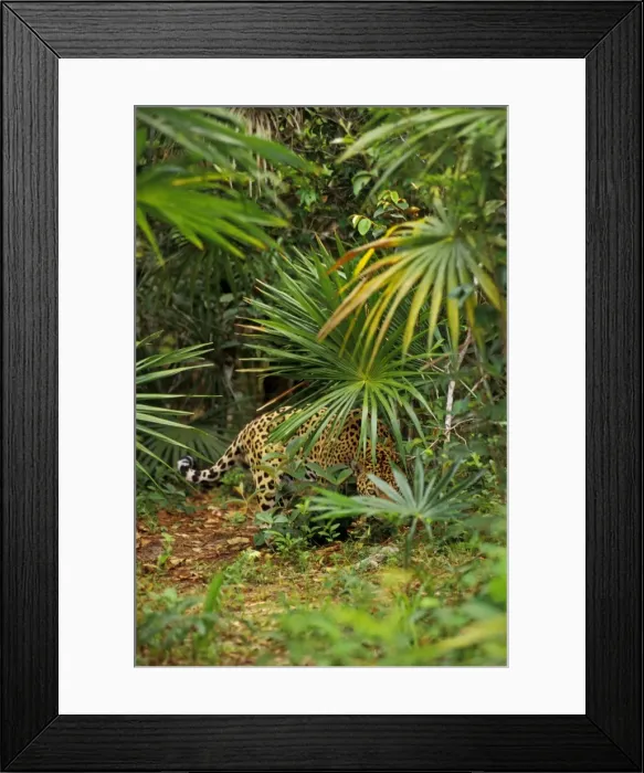 Framed Print : Jaguar in Central American tropical jungle. 2mr215 Framed Print : Jaguar in Central American tropical jungle. 2mr215