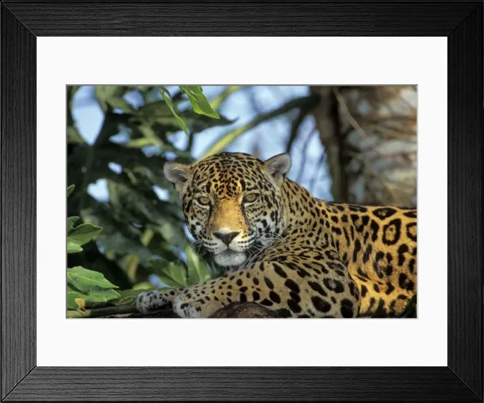 Framed Print : Jaguar in Central American tropical jungle. 2mr695 Framed Print : Jaguar in Central American tropical jungle. 2mr695