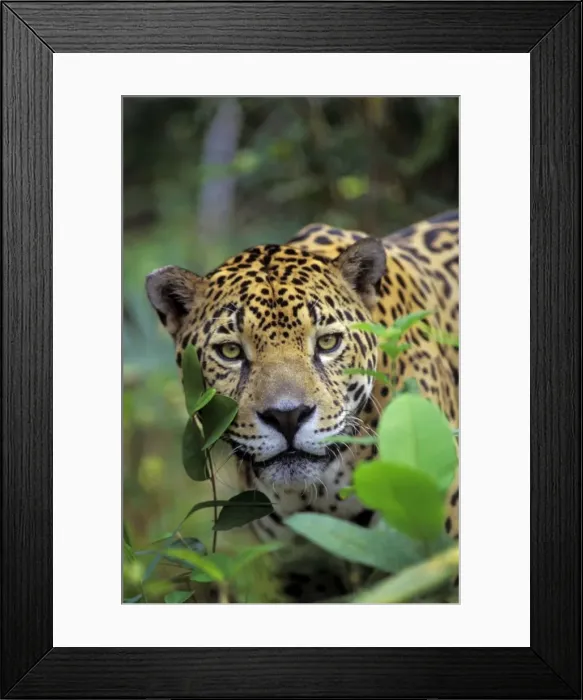 Framed Print : Jaguar in Central American tropical jungle. 2mr64 Framed Print : Jaguar in Central American tropical jungle. 2mr64