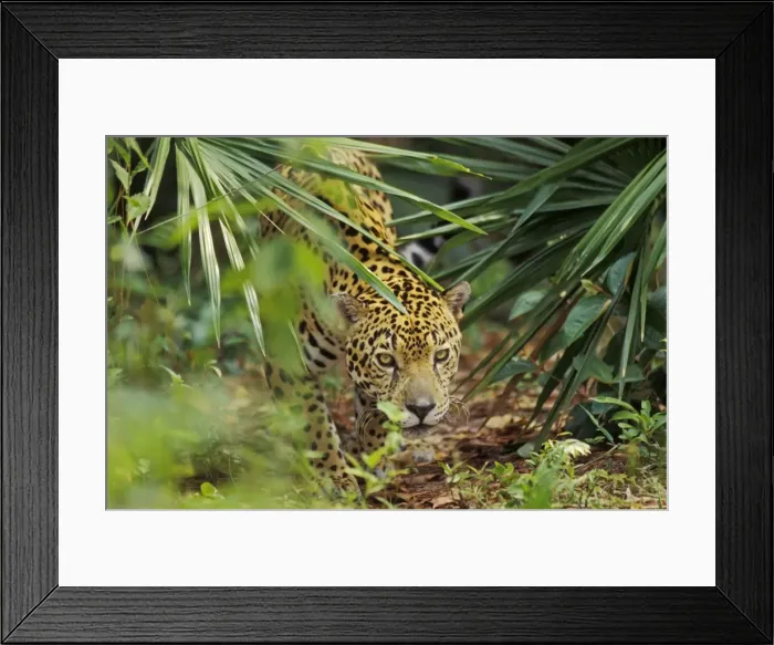 Framed Print : Jaguar in Central American tropical jungle. 2mr60 Framed Print : Jaguar in Central American tropical jungle. 2mr60