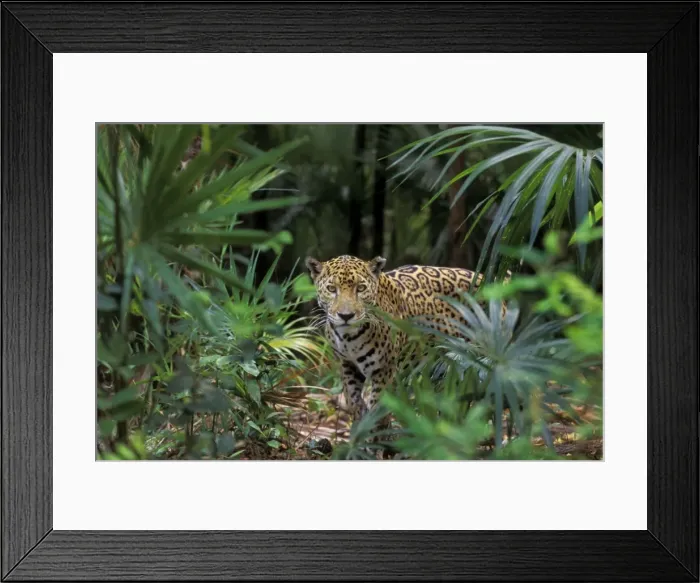 Framed Print : Jaguar in Central American tropical jungle. 2mr276 Framed Print : Jaguar in Central American tropical jungle. 2mr276