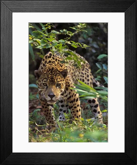 Framed Print : Jaguar Photographed in Central America. 2mr381 Framed Print : Jaguar Photographed in Central America. 2mr381