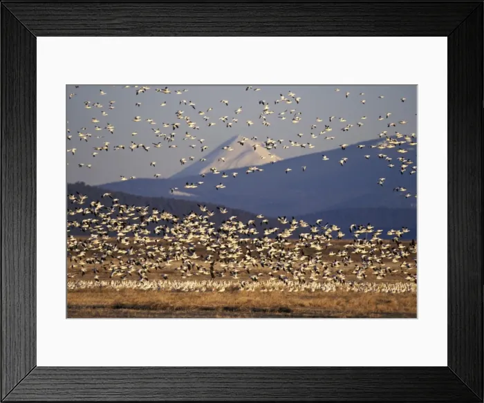 Framed Print : Snow geese during early spring migration. Lower Klamath National Wildlife Refuge, California, Oregon. B5599 Framed Print : Snow geese during early spring migration. Lower Klamath National Wildlife Refuge, California, Oregon. B5599