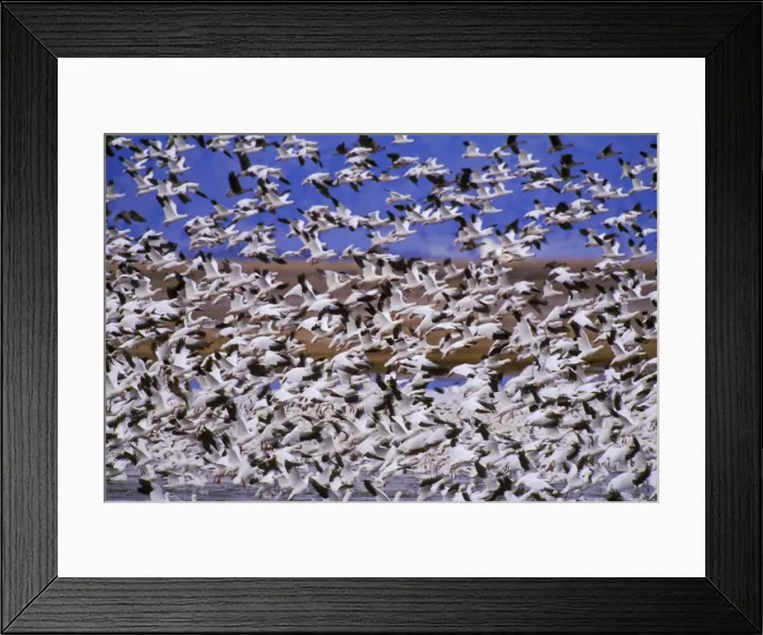 Framed Print : Snow geese - flock taking off. Western U. S. spring migration b5823 Framed Print : Snow geese - flock taking off. Western U. S. spring migration b5823