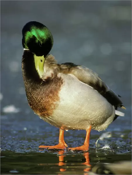 Mallard Duck drake - preening. bd361