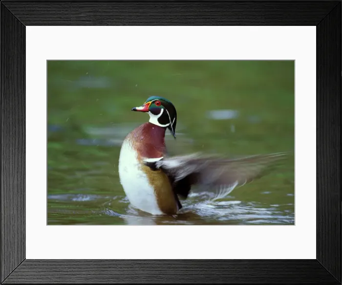 Framed Print : Wood Duck drake - drying wings, Pacific Northwest, spring. bd473 Framed Print : Wood Duck drake - drying wings, Pacific Northwest, spring. bd473