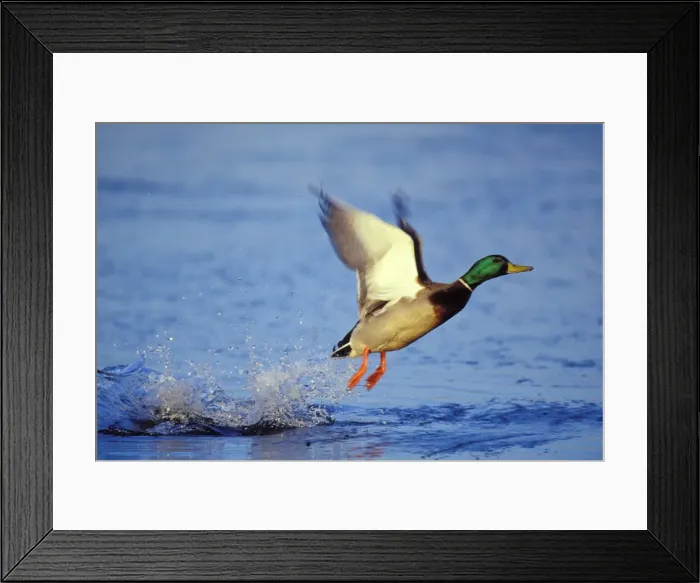 Framed Print : Mallard duck - drake taking off bd556 Framed Print : Mallard duck - drake taking off bd556