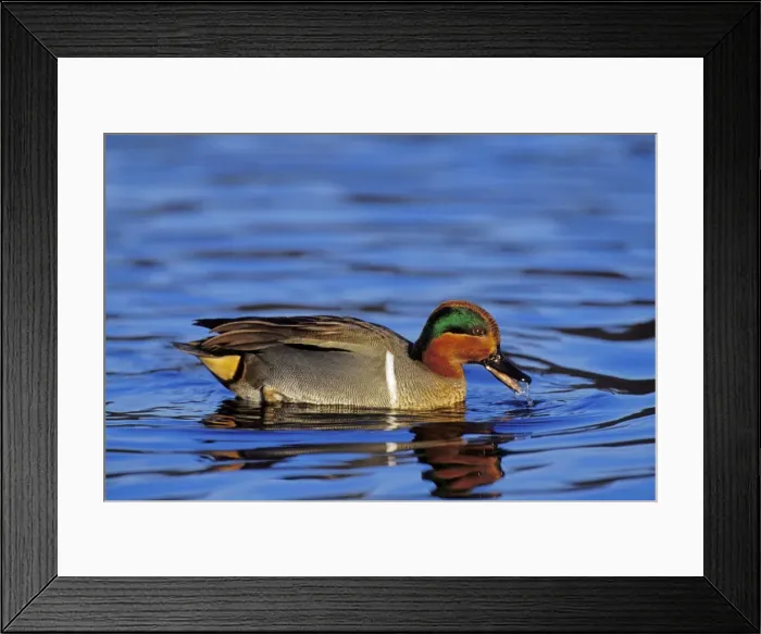 Framed Print : Green-winged Teal drake Pacific NW. Winter. BD567 Framed Print : Green-winged Teal drake Pacific NW. Winter. BD567