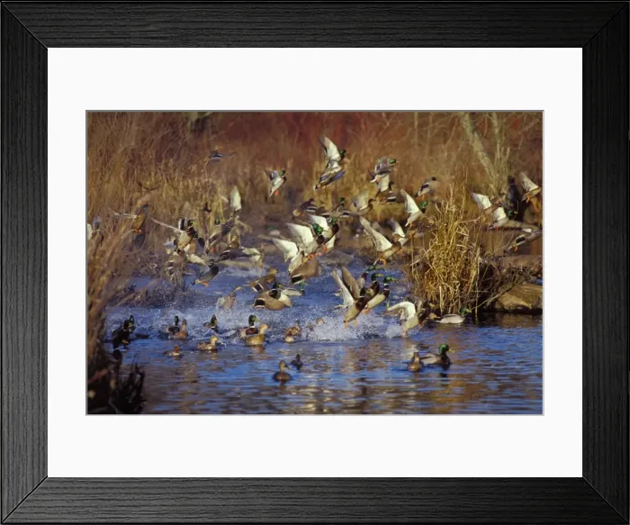 Framed Print : Mallard Ducks - flushing or jumping. Late Fall. Pacific Northwest. bd575 Framed Print : Mallard Ducks - flushing or jumping. Late Fall. Pacific Northwest. bd575