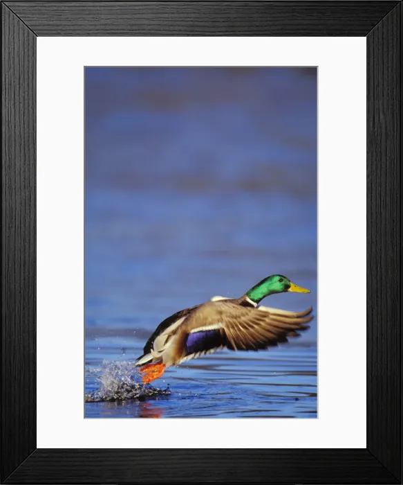 Framed Print : Mallard Duck drake - taking off bd611 Framed Print : Mallard Duck drake - taking off bd611