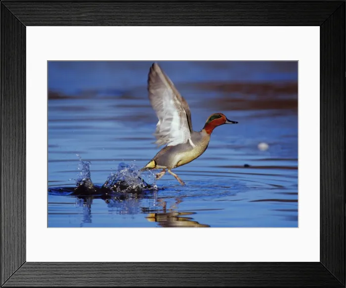 Framed Print : Green-winged Teal drake - taking off Pacific Northwest, winter. bd616 Framed Print : Green-winged Teal drake - taking off Pacific Northwest, winter. bd616