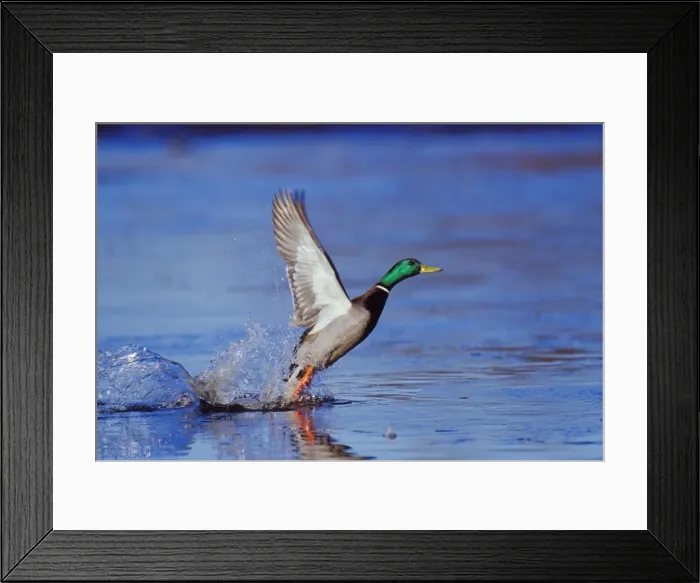Framed Print : Mallard duck drake - taking off from lake. bd623 Framed Print : Mallard duck drake - taking off from lake. bd623