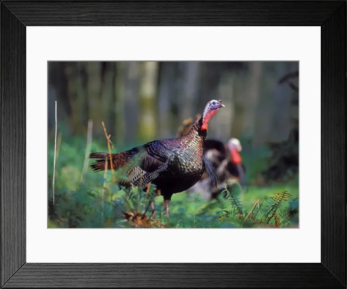 Framed Print : Wild Turkey gobbler in spring. Pacific Northwest. b1424 Framed Print : Wild Turkey gobbler in spring. Pacific Northwest. b1424