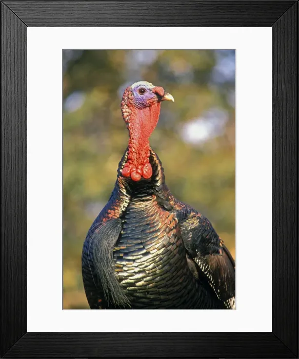 Framed Print : Wild Turkey gobbler in spring. Pacific Northwest. b2020 Framed Print : Wild Turkey gobbler in spring. Pacific Northwest. b2020