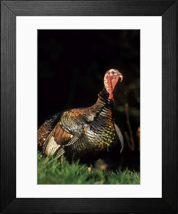 Framed Print : Wild Turkey gobbler in spring. Pacific Northwest. b1425 Framed Print : Wild Turkey gobbler in spring. Pacific Northwest. b1425