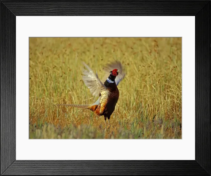 Framed Print : Male Ring-necked Pheasant - spring mating display. b2807 Framed Print : Male Ring-necked Pheasant - spring mating display. b2807