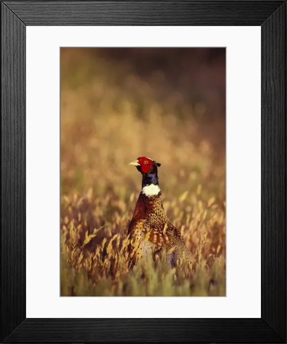 Framed Print : Male Ring-necked Pheasant, Western U. S. B2850 Framed Print : Male Ring-necked Pheasant, Western U. S. B2850