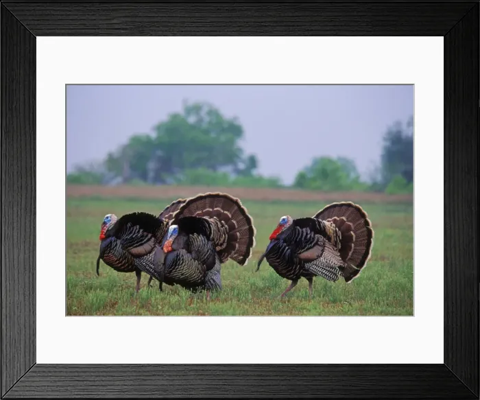 Framed Print : Rio Grande Wild Turkey toms strutting during spring mating season. Texas. ('Rio Grande is one of several wild turkey subspecies. ) b6595 Framed Print : Rio Grande Wild Turkey toms strutting during spring mating season. Texas. ('Rio Grande is one of several wild turkey subspecies. ) b6595