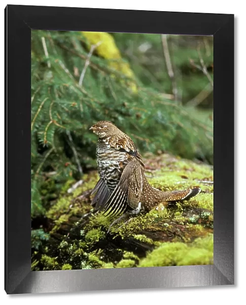 Ruffed Grouse drumming (spring mating-territorial display), Pacific Northwest. bg288