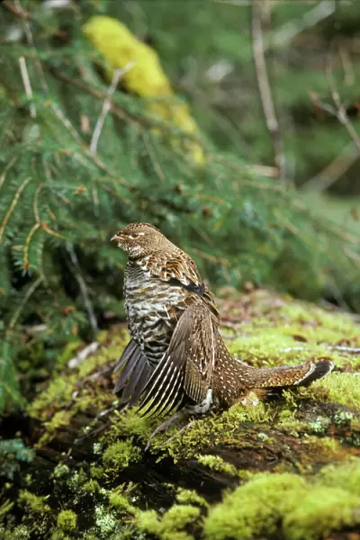 Ruffed Grouse drumming (spring mating-territorial display), Pacific Northwest. bg288