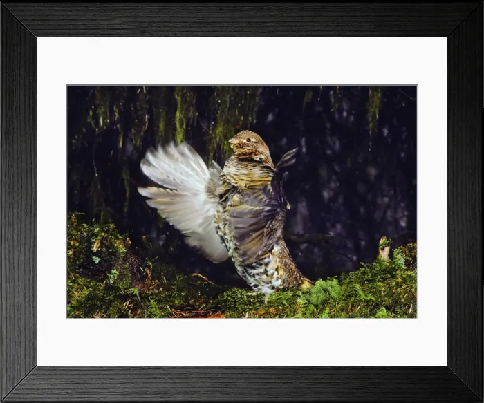 Framed Print : Male Ruffed Grouse drumming, mating, territorial display beneath moss draped limbs. Olympic National Park, Washington Pacific Northwest. April. BG244 Framed Print : Male Ruffed Grouse drumming, mating, territorial display beneath moss draped limbs. Olympic National Park, Washington Pacific Northwest. April. BG244