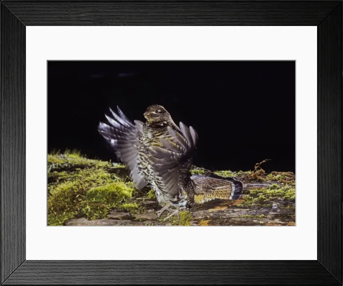 Framed Print : Ruffed Grouse - drumming (spring mating-territorial display), Olympic National Park; Washington, Western U. S. spring. bg250 Framed Print : Ruffed Grouse - drumming (spring mating-territorial display), Olympic National Park; Washington, Western U. S. spring. bg250