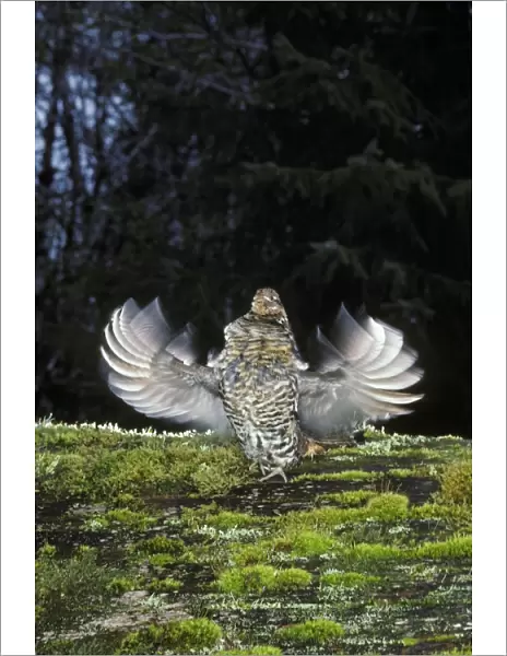 Ruffed Grouse drumming (spring mating-territorial display) Olympic National Park, Washington bg290