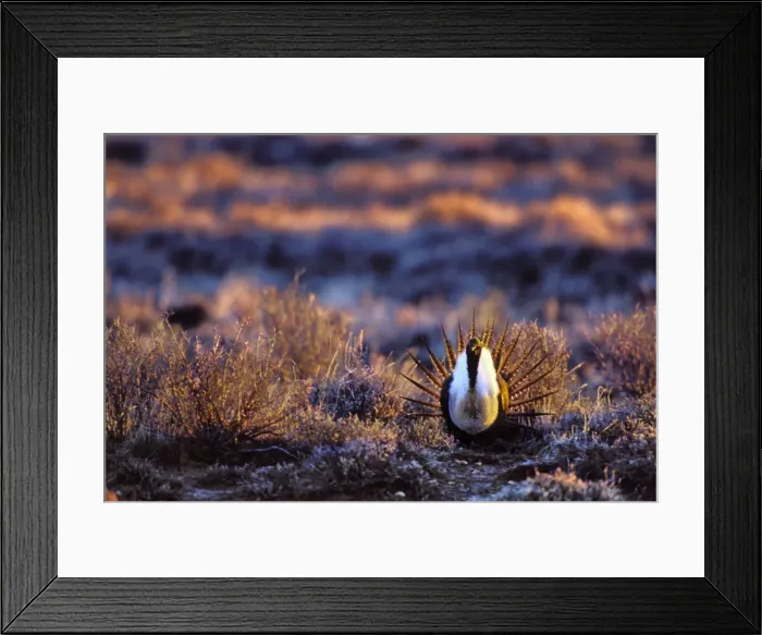 Framed Print : Male Sage Grouse - strutting or displaying on mating grounds which are called a lek. Western U. S. March. BG339 Framed Print : Male Sage Grouse - strutting or displaying on mating grounds which are called a lek. Western U. S. March. BG339