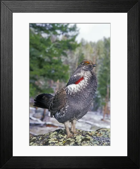 Framed Print : Blue Grouse - male performing spring mating display (hooting). Western U. S. spring. bg388 Framed Print : Blue Grouse - male performing spring mating display (hooting). Western U. S. spring. bg388