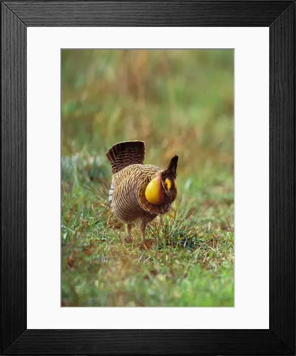 Framed Print : Male Attwater's Prairie Chicken / Grouse - displaying. Attwater Prairie Chicken National Wildlife Refuge, Texas. March. Bg365 Framed Print : Male Attwater's Prairie Chicken / Grouse - displaying. Attwater Prairie Chicken National Wildlife Refuge, Texas. March. Bg365