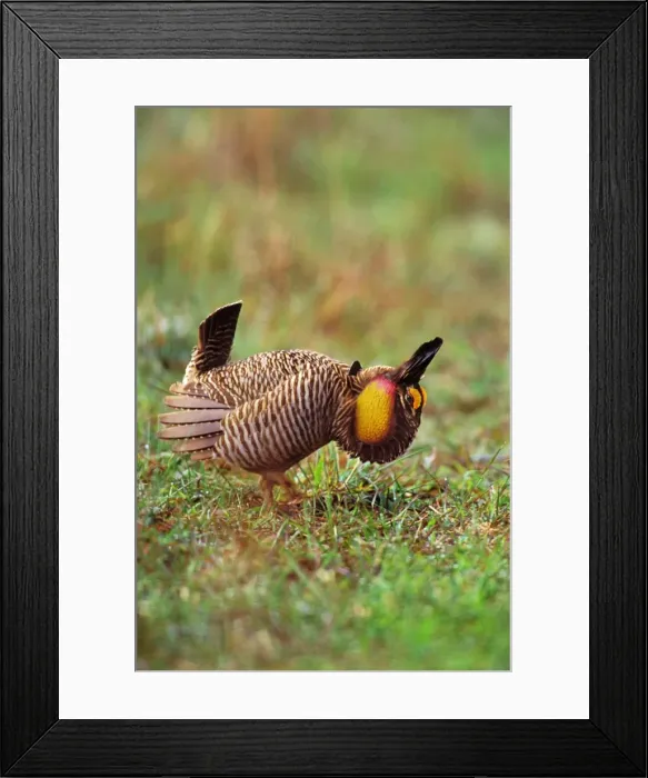Framed Print : Male Attwater's Prairie Chicken / Grouse - displaying. bg366 Framed Print : Male Attwater's Prairie Chicken / Grouse - displaying. bg366