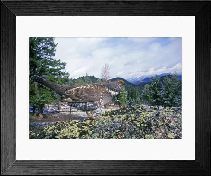 Framed Print : Blue Grouse - male. Western U. S. spring. bg389 Framed Print : Blue Grouse - male. Western U. S. spring. bg389