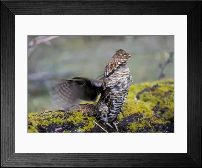 Framed Print : Ruffed Grouse drumming (spring mating-territorial display) in alder tree bottom along Hoh River, Olympic National Park, WA. April. bg57 Framed Print : Ruffed Grouse drumming (spring mating-territorial display) in alder tree bottom along Hoh River, Olympic National Park, WA. April. bg57
