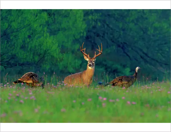 White-tailed Deer buck with wild turkeys. Texas. Spring. md2051