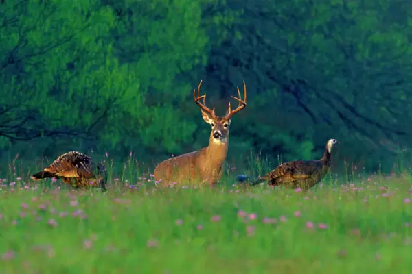 White-tailed Deer buck with wild turkeys. Texas. Spring. md2051