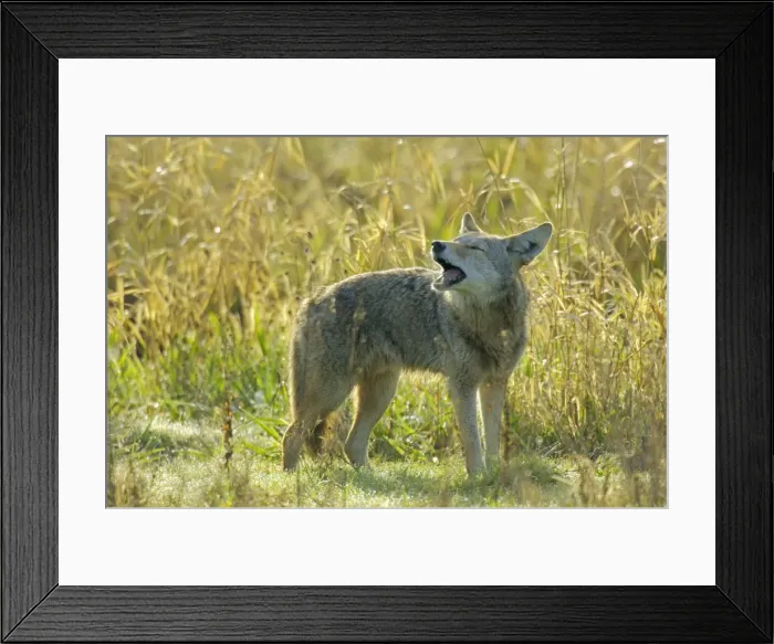 Framed Print : Coyote - barking or yapping (different than howling). Ridgefield National Wildlife Refuge, Washington, Pacific Northwest, USA tpl774 Framed Print : Coyote - barking or yapping (different than howling). Ridgefield National Wildlife Refuge, Washington, Pacific Northwest, USA tpl774