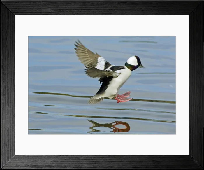 Framed Print : Bufflehead duck drake - landing in small lake. Oregon, Pacific Northwest. tpl521 Framed Print : Bufflehead duck drake - landing in small lake. Oregon, Pacific Northwest. tpl521